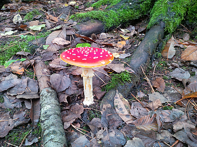 Fly Agaric, Red Fly Agaric Mushroom thumbnail