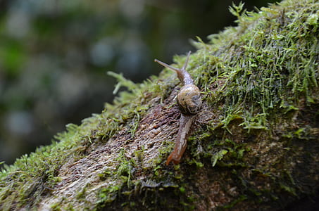 Snail Beside Green Grass thumbnail