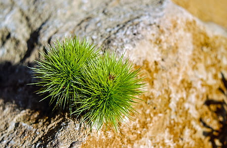 spiky green fruit thumbnail