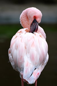shallow focus photography of pink flamingo thumbnail