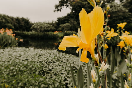 Selective Focus Photography of Yellow Flower thumbnail