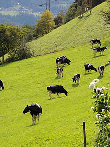 herd of cattle on grass field at daytime thumbnail