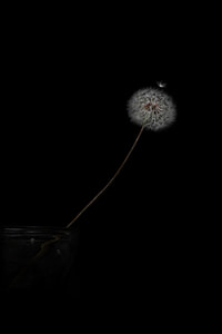 white dandelion thumbnail