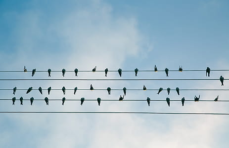 lot of bird resting on electric wire thumbnail