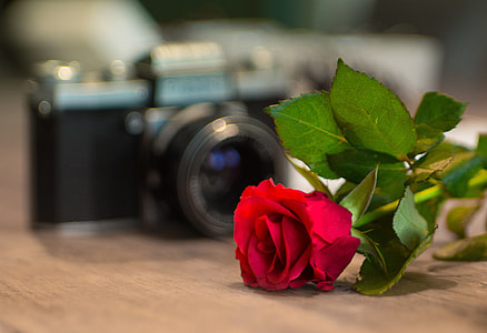 selective focus photography of red rose on top of brown wooden surface in front of DSLR camera thumbnail