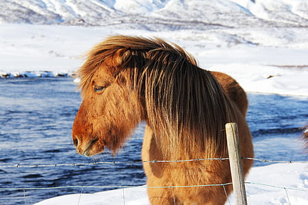 brown donkey near fence thumbnail