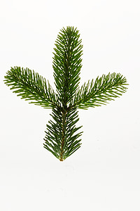 conifer leaf thumbnail