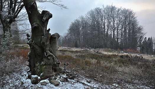 brown and gray tree surrounded with grasses during daytime thumbnail