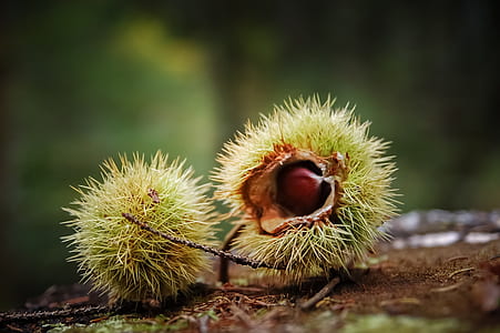 close up photo of green fruits thumbnail