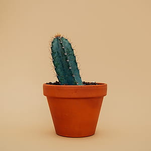 green cactus plant on brown pot thumbnail