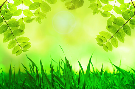 green grass near green leaf plant thumbnail