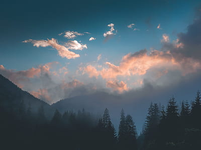Silhouette Of Trees thumbnail