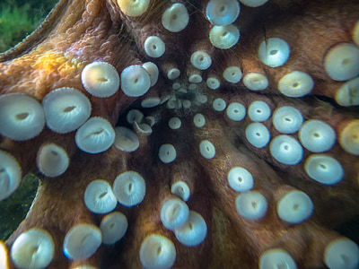 brown octopus thumbnail