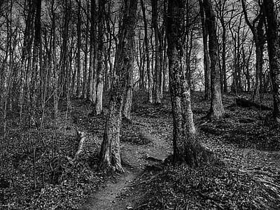 Grayscale Photo of Trees thumbnail