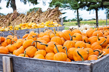 orange squash on trailer thumbnail