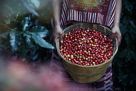 woman carrying basket of coffee thumbnail