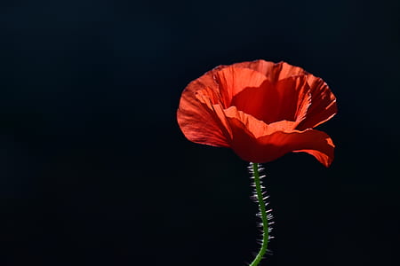 close-up photography of common poppy flower thumbnail