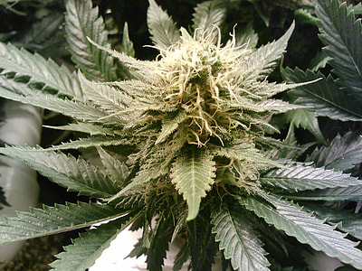 showing Marijuana flower thumbnail