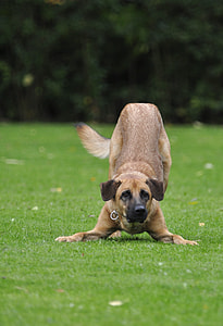 selective focus photo brown dog running on green grass field thumbnail