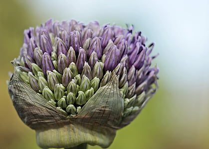purple petaled flower in macro photography thumbnail