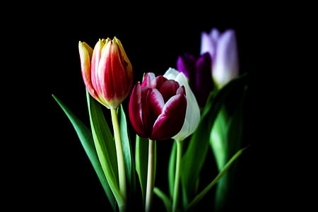 assorted-color tulip flowers in selective focus photography thumbnail