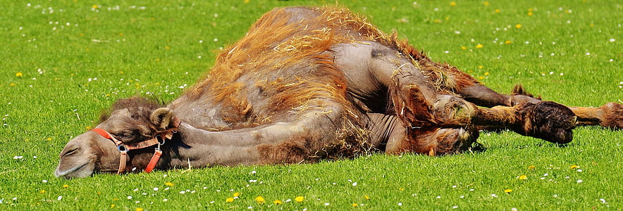 brown camel laying on green grass thumbnail