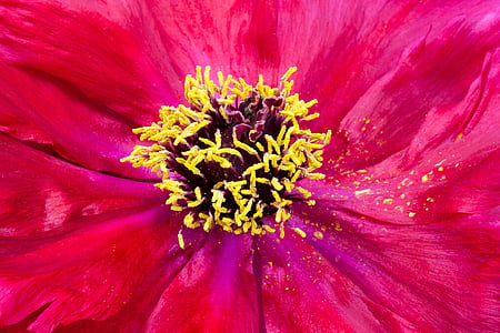 close-up photography of yellow pistils thumbnail