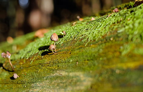 mushroom on tree thumbnail