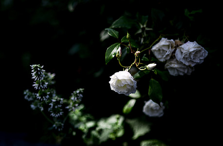 white roses thumbnail
