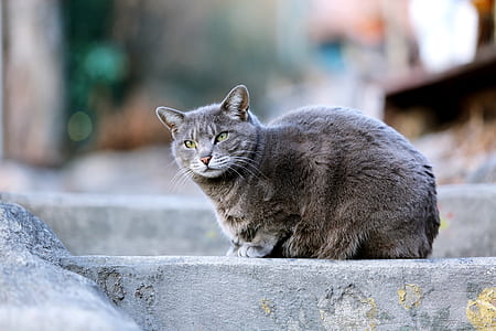 short-coated gray cat thumbnail