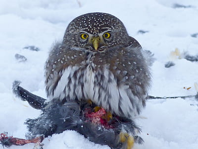 brown and gray owl standing on snow thumbnail