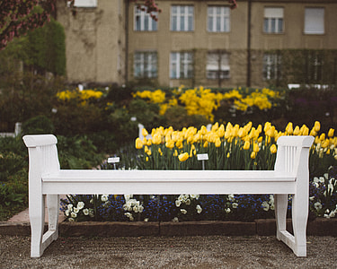 white wooden bench beside yellow petaled flowers during daytime thumbnail