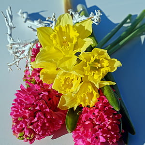 yellow and pink flora close-up photography thumbnail
