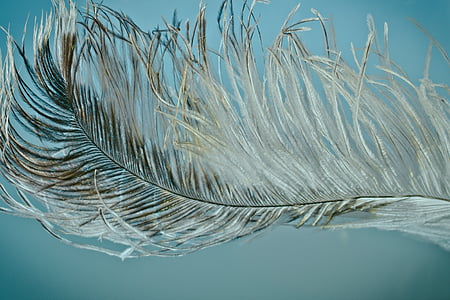 closeup photo of feather thumbnail