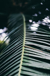 selective focus photo of green palm leaf thumbnail