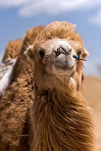 camel shallow focus photography thumbnail