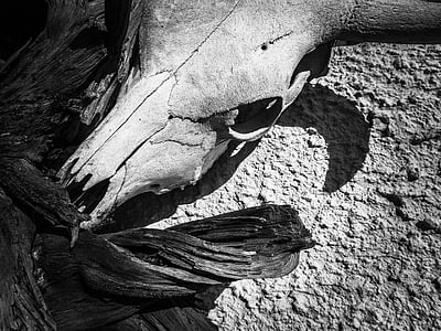grayscale photo of animal skull thumbnail