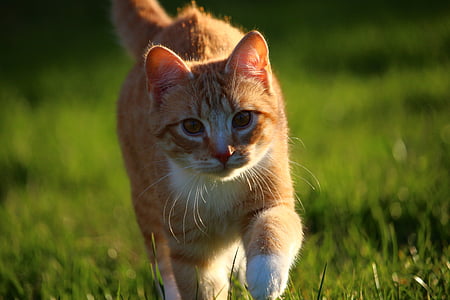 shallow focus photography of brown tabby cat on the grass thumbnail
