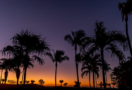 trees on golden hour thumbnail