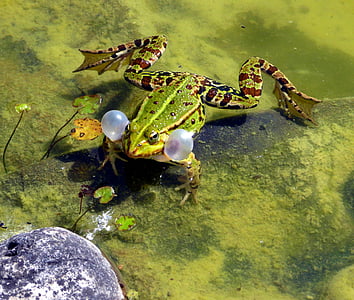 green frog blowing her gills thumbnail