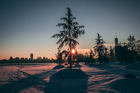 silhouette of pine tree on snow field thumbnail