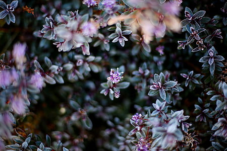 shallow photography of purple flowers thumbnail