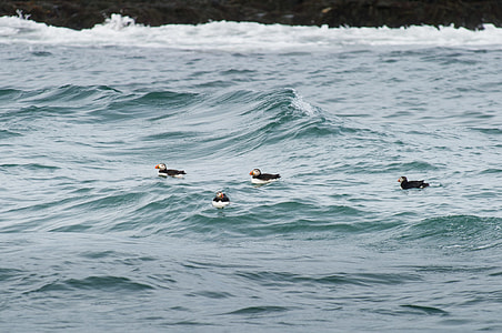 four Atlantic puffin birds thumbnail
