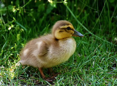 duckling on grasses during daytime thumbnail