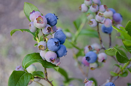 shallow focus photography of blue round fruits thumbnail