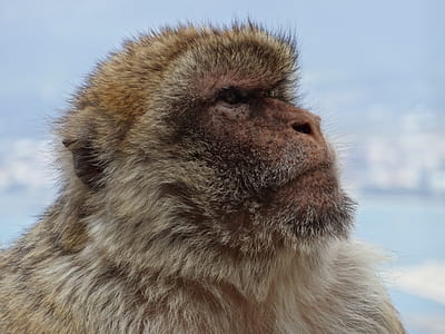 shallow photo of monkey thumbnail