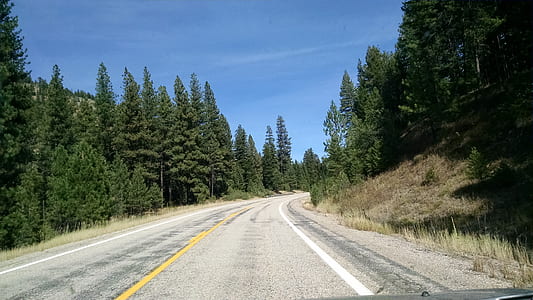 road surrounded by tree thumbnail