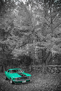 selective-color photography of green coupe near tree thumbnail