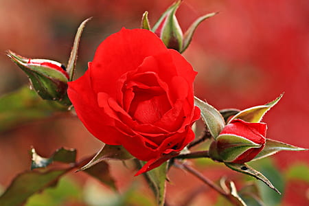 selective focus photography of red rose flower thumbnail