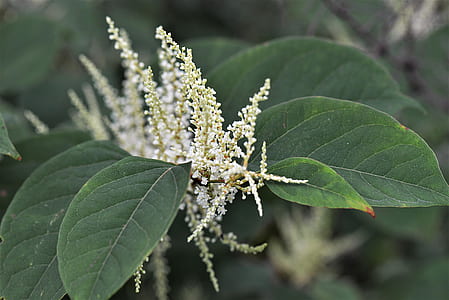 closeup photo of white flowers thumbnail